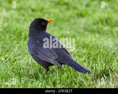 Maschio Blackbird, Turdus Merula, seaching per il cibo tra l'erba di un tipico giardino inglese Foto Stock