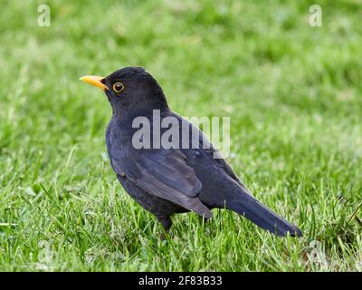 Maschio Blackbird, Turdus Merula, seaching per il cibo tra l'erba di un tipico giardino inglese Foto Stock