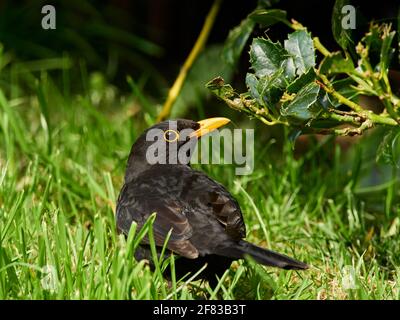 Maschio Blackbird, Turdus Merula, seaching per il cibo tra l'erba di un tipico giardino inglese Foto Stock