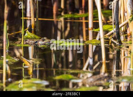 rana attaccando la testa fuori dall'acqua del lago Foto Stock