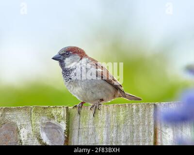 Maschio Casa Sparrow appollaiato su un retro Giardino Fence in Inghilterra Foto Stock