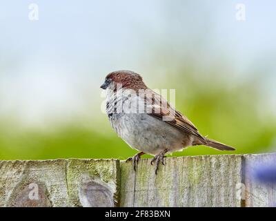 Maschio Casa Sparrow appollaiato su un retro Giardino Fence in Inghilterra Foto Stock