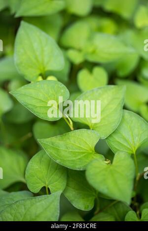 Houttuynia cordata (camaleonte pianta, cuore foglia, erba di pesce) foglie verdi nel giardino Foto Stock
