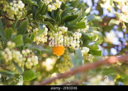 Arbousier (Arbutus unedo), il fragola - piccolo albero nella famiglia di piante in fiore Ericaceae Foto Stock