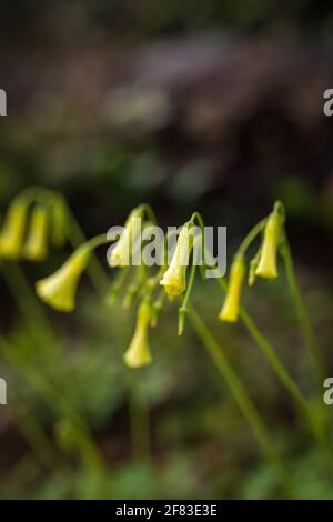 Bermuda buttercup (Oxalis pes caprae) una specie di pianta di fioritura tristilosa nel legno di sorrel Famiglia Oxalidaceae Foto Stock