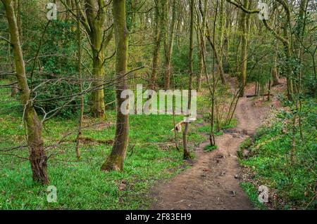 Sentiero attraverso i giovani alberi nel Newfield Spring Wood, antico bosco di Jordanthorpe, vicino a Sheffield Foto Stock