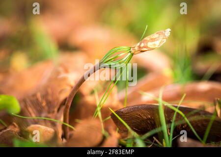 Pini giovani germogliati di recente Foto Stock