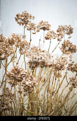 Fiori di idrangea secchi nel giardino Foto Stock