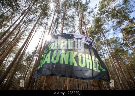 Schleife, Germania. 11 Apr 2021. Un banner con l'iscrizione 'STOP BRAUNKOHLE' pende su due alberi. L'azione di protesta 'Unverkäuflich' della rete ambientale Grüne Liga a Schleife, nei pressi della miniera d'opencast Nochten, nel distretto di Görlitz, è diretta contro il minacciato dragaggio di LEAG (Lausitz Energie Bergbau AG). Credit: Daniel Schäfer/dpa-Zentralbild/dpa/Alamy Live News Foto Stock