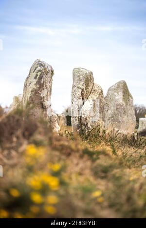 Allineamento di Manio (Carnac, Francia) - un sito archeologico del periodo neolitico Foto Stock