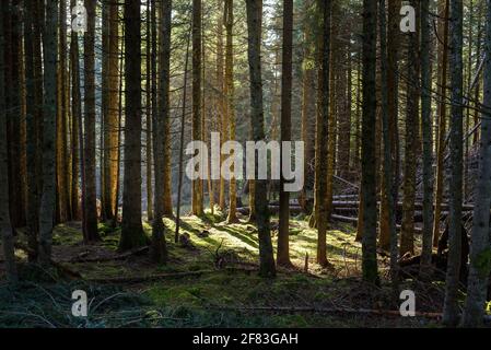 Bella pineta con luce solare che illumina il muschio che copre il pavimento della foresta in autunno. Concetto di esplorazione. Foto Stock