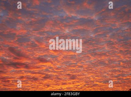 Sunsetting cielo colorato di tipo sgombro nuvole, Norwich, Norfolk, Inghilterra, Regno Unito Foto Stock