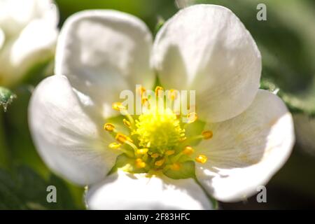 Fiore di fragola che fiorisce alla luce del sole Foto Stock