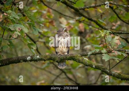 La poiana appollaiato su un ramo di un albero in una foresta in Scozia Foto Stock