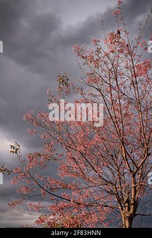 Fiore Prunus cerasoides albero nel pomeriggio luce solare e cielo nuvoloso sfondo Foto Stock