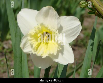 Narcissus fiore letto con drift giallo. Daffodil bianco doppio fiori narcisi narcisi narcisi narcidils. Narcissus fiore conosciuto anche come daffodil, daffadowndi Foto Stock