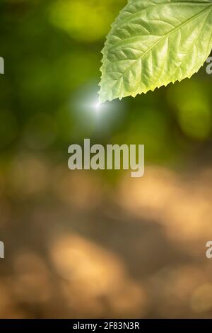Closeup foglia verde contro gli sfondi bokeh natura Foto Stock