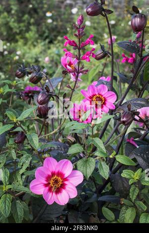 Dahlia Happy single Wink varietà Foto Stock