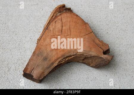 Piccola fetta di legno di ciliegio nero nordamericano Foto Stock