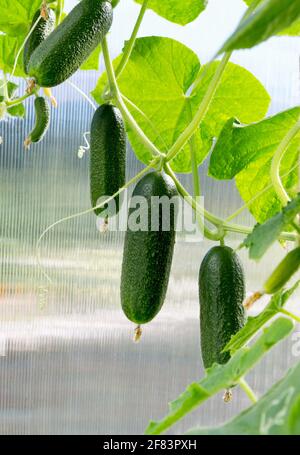 Pianta di cetriolo. Cetrioli sulla vite. Pianta di cetriolo crescente nella serra. Foto Stock