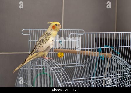 Cucciolo giovane cockatiel seduto e guardando sulla sua gabbia a. casa Foto Stock