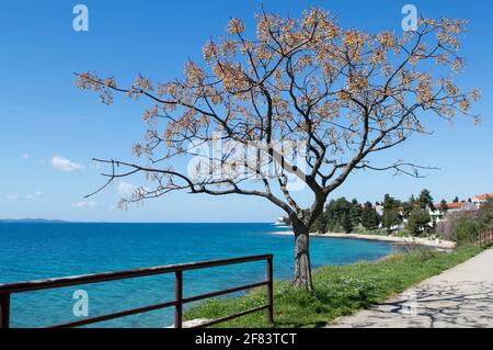 Mare Adriatico e lungomare a Zara con bellissimo albero Melia azedarach, noto come chinaberry albero con molto frutta, drupe Foto Stock