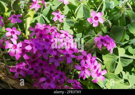 Oxalis articulata, pianta rosa-sorrel con bellissimi fiori rosa vibrante come copertura del terreno nel giardino, fiorente in primavera, vista dall'alto Foto Stock