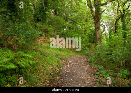 Percorso di bosco nella riserva naturale Old Head vicino Louisburgh ON La Wild Atlantic Way a Mayo in Irlanda Foto Stock