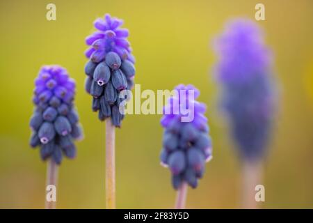 Due (2) coppie (4, 4) di giacinto comune di uva o di giacinto di uva di amido (Muscari neglectum) Foto Stock