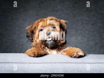 Teddy portare cucciolo guardando la macchina fotografica, mentre in piedi sul divano. cane maschio di 6 mesi di colore albicocca chiaro e naso nero. Shichon, Zuchon, Shih Tzu-B. Foto Stock