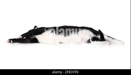 Cat disteso lateralmente. Sovrappeso grande gatto maschio bianco e nero in posizione rilassata ed esposta pancia mentre si tira la coda. Isolato su whit Foto Stock