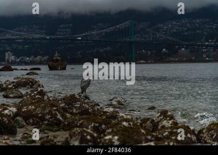 Un airone blu freddo si trova sulla cima di una roccia ricoperta di alghe con Il Lion's Gate Bridge si estende da Vancouver a Vancouver Ovest sullo sfondo di Foto Stock