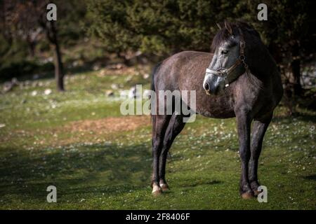 Il cavallo grigio va in campo il giorno d'estate. Ghiaiosa equina accanto alla foresta e le montagne. Sad Nag si trova in campagna. Cavallo triste. Foto Stock