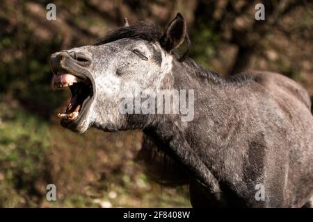 Horse Face Smile. Divertente testa di cavallo primo piano di giovane stallone sorridente e ridendo con i denti grandi. Foto Stock