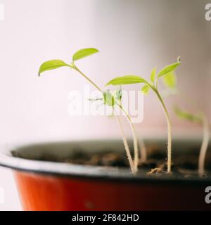 Gruppo giovani germogli con foglia verde o foglie che crescono dal suolo in Old Pot. Concetto di primavera di nuova vita. Inizio della stagione crescente. Giardino Seedling. Foto Stock