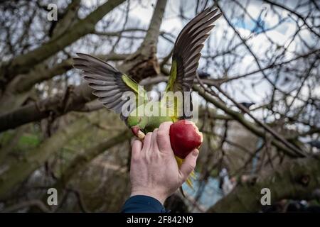 Londra, Regno Unito. 11 aprile 2021. Regno Unito Meteo: I turisti nutrono i Parakeets locali a collo di cerchio in un pomeriggio di domenica mite nel St. James's Park. Credit: Guy Corbishley/Alamy Live News Foto Stock