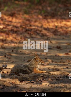 Un Jackal d'oro seduto su un sentiero di fango a Jim Parco Nazionale di Corbett (India) Foto Stock