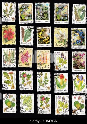 Ucraina, Kiyiv - 11 aprile 2020: Set di vecchi francobolli dei tempi dell'URSS circa 1980. Timbro isolato su sfondo nero. Francobolli botanici. Fiori, piante, botanica, natura, foglie d'albero. Foto Stock