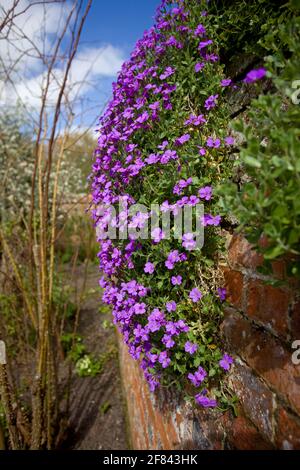 Pianta di fioritura di Aubretia Foto Stock