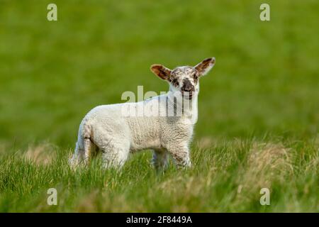 Agnello in primavera. Felice, agnello sorridente si trovava in un prato verde lussureggiante e si affacciava in avanti. Yorkshire, Regno Unito. Pulito, sfondo verde. Paesaggio, CopySpace Foto Stock