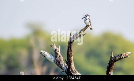 KingFisher arroccato sugli alberi Foto Stock