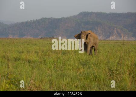 Un elefante selvatico pascolo nella prateria di Dhikala di Corbett National Parco (India) Foto Stock