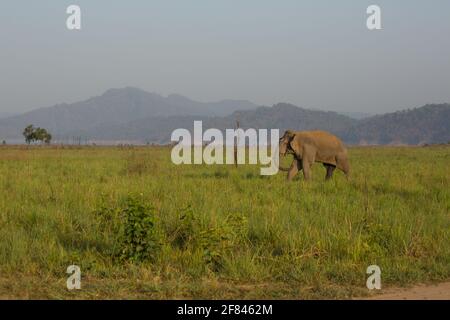 Un elefante selvatico pascolo nella prateria di Dhikala di Corbett National Parco (India) Foto Stock