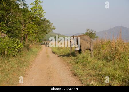I turisti che guardano un elefante selvatico da un veicolo safari a Dhikala Prateria del Parco Nazionale di Corbett (India) Foto Stock