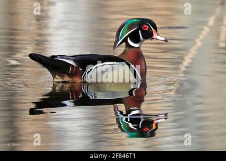 Anatra legno colorato e il suo riflesso sul lago Foto Stock