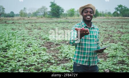 Agricoltore africano che detiene patata dolce fresca in azienda agricola biologica Con l'uso di tablet.Agriculture o concetto di coltivazione Foto Stock