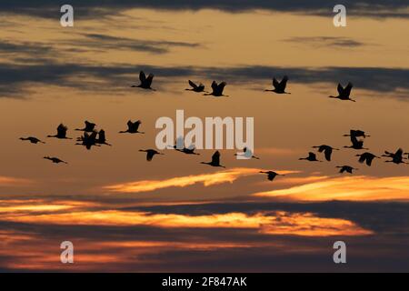 Gru di Sandhill minori, Gruus canadensis, volo, tramonto, valle di San Joaquin, Merced, NWR, zona ecologica delle praterie, Merced County, California Foto Stock