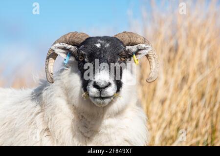 Ritratto di pecora con volto nero Foto Stock