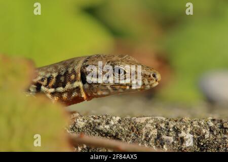 Lucertola da muro (Lacerta muralis), ritratto di animali, su una parete da giardino, Lago di Garda, Lazise, Italia Foto Stock