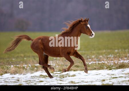 Stallone arabo purosangue che in inverno galleggianti sulla neve sul pascolo, Renania-Palatinato, Germania Foto Stock